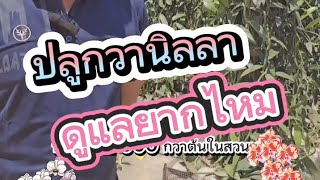 ปลูกวานิลลา ดูแลยากไหม  แชร์ประสบการณ์ การปลูกวานิลลา EP.9 #vanilla #วานิลลา #ปลูกวานิลลา