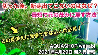 水草をトリミングした後、すぐに元通りにする方法 AQUASHOP wasabi２０２１年４月２９日新入荷情報ＡＤＡネイチャーアクアリウム立ち上げ初心者、水草水槽、水草レイアウト、水草の育て方、育成