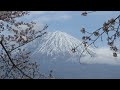 2022年　5000本のソメイヨシノと150本の枝垂れ桜の大石寺　cherry　blossoms　＆　mt.fuji