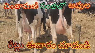 See cow prices in Chintamani market చింతామణి మార్కెట్ లో ఆవులు రేట్లు చూడండి 6303974795