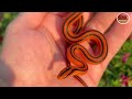 यो कस्तो सर्प हो dangerious snake in the world amazing sanke rarest snake in the world