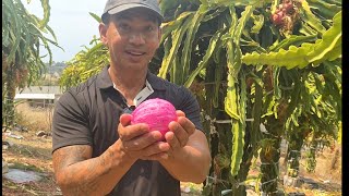 Dragon Fruits Garden at Friend's house in San Diego   ចំកាស្រកានាគខ្មែរនៅ San Diego