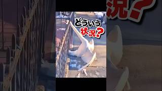 道に変な鳥がいた #おもしろ動物動画 #かわいい動物動画 #ハプニング