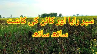 How to do intercropping of Cotton with Super Raya?