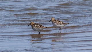 #51 - Kleine strandlopers - Little Stint