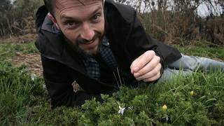 Amazing heathland wildlife! Dorset's Heathland Heart