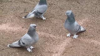 LEGEND ORJINAL TURKISH TAKLA PIGEONS ANKARA