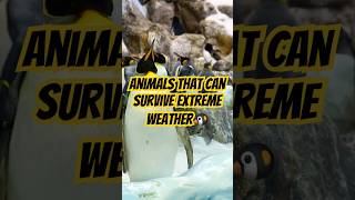 Animals That Can Survive Extreme Environments ❄️🔥