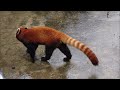 九十九島のレッサーパンダとツキノワグマ