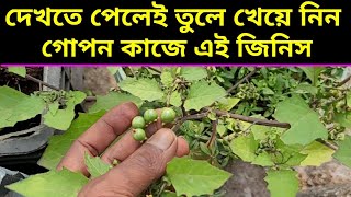 গরিবের অমূল্য সম্পদ এই গাছ,bater betha theke muktir upay,Ways to get relief from arthritis pain