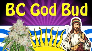 BC God Bud Strain Review