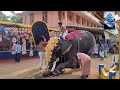 പോട്ടയിൽ ക്ഷേത്രത്തിൽ 🐘തൃപ്പൂണിത്തുറ എരൂർ elephant in kerala 🐘2024