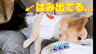 【保護犬】ベッドから足がはみ出ても爆睡する「ポメ犬はく」　【pomeranian rescued dog】Sleeping even if your feet stick out of the bed