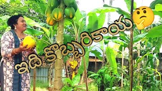 పావురాలకు రింగ్ లేదా లెగ్ బ్యాండ్ ఎలా ఉంచాలి?  Papaya looking like as coconut...