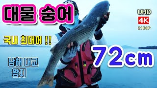 괴물숭어,대물숭어, 국내 최대어 72cm - 남해대교 왕지, 4K, UHD, Giant gray mullet, 鲻鱼, cá đối, кефаль, ปลากระบอก, ボラ