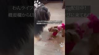 【癒し🌿森の暮らし】#shorts #犬 #森の暮らし #60代 #vlog ‐wanlife- 💖😊🐶🐶🐶🏡🌿