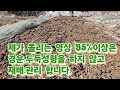 신구두릅 농사는 농가에 돈벌이가 될가요 튼튼한 묘목 만들기 1단계 두릅 두릅요리 농사