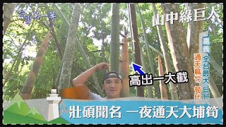 台灣第一等【壯碩聞名巨竹林 一夜通天大埔筍／世界第一天霸王 40腰巨竹汁多鮮美味如水梨 】 _精選特輯