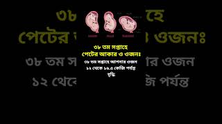 ৩৮ তম সপ্তাহে গর্ভবতীর পেটের আকার ও ওজন | Kamon World #গর্ভবতী #38week #pregnancy #shorts #reels