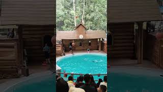 Dolphin show, taman safari