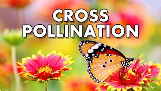 CROSS POLLINATION (Allogamy)