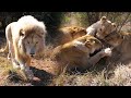 Can Our LIONS Catch Their Own Food? | The Lion Whisperer