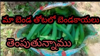 మా బెండ తోటలో బెండకాయలు తెంపుతున్నాము please subscribe my channel