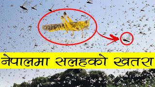 सलह (LOCUST) येसरी नेपाल आउदैछ | LOCUST IN NEPAL