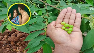 ఈ చెట్టు పండ్లు ఆ చెట్టు పండ్లు చూడండి / This tree fruitsis the fruits