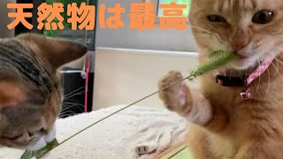 猫じゃらしでテンションmaxの猫たち　『愛犬レンと茶トラチビ＋しまの日記』＃61