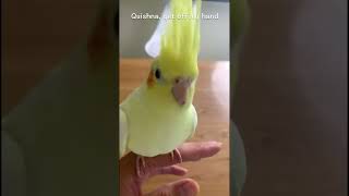 This is a bird owner's hand