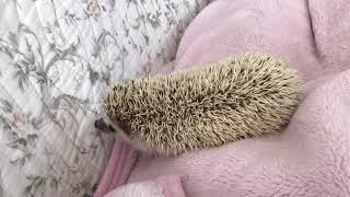 ハリネズミ ふらつき症候群 43日目（Wobbly Hedgehog Syndrome, Day 43）