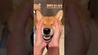 【柴犬】お顔マッサージShiba Inu face massage #shorts#shiba#子犬