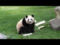 迷う？彩浜🌈「さいひん、タケノコあるよ～」【毎週パンダ2021 05 02】”panda confused”there are bamboo shoots