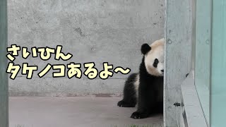 迷う？彩浜🌈「さいひん、タケノコあるよ～」【毎週パンダ2021/05/02】”Panda confused”There are bamboo shoots