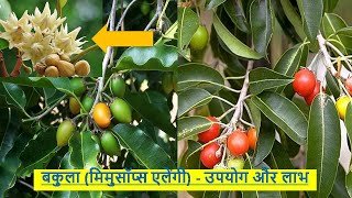 मोलसरी (बकुल) के फायदे | Spanish cherry Ayurvedic Benefits | JadiButi Store