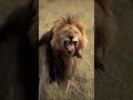 an old king morani the lion at age 14 in the masai mara africa