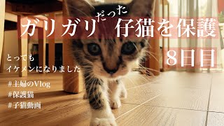 （仔猫保護編4）ガリガリの仔猫拾い預かる😸仔猫が激変！めちゃイケメンに！成長の早さにびっくり！主婦のVlog