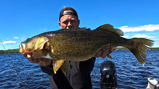 Catching Big Walleye on Big Swimbaits (With FFS Scoping Tips)