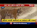 panna news tiger state का दर्जा बचाने की कवायद। caller वाली बाघिनों पर प्रबंधन की नजर