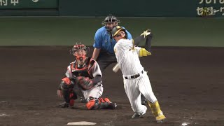 【狙い完璧】8回裏、 #森下翔太 選手のレフト第8号ソロホームラン！【2024/7/30Ｔ－G】