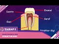 Tahap I (2022) - Klip | Sains (Tahun 3): Gigi - Struktur Gigi