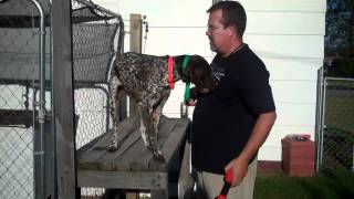 Force Breaking - German Shorthair Pointer