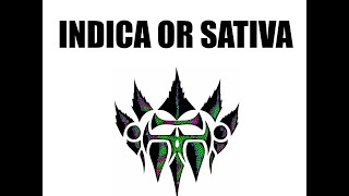 Indica or Sativa || In-Tents Genetix