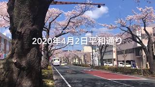 日立市平和通りの桜　2020年4月2日