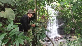 Berburu tanaman hias di hutan ketemu tanaman hias mahal dan langkah