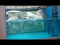 サンシャイン水族館ペリカンフィーティング