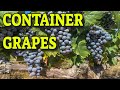 🍇GROWING GRAPES IN CONTAINERS 🍇 WHAT YOU NEED TO KNOW