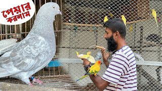 ২৮ জোড়া কবুতর পেয়ার করলাম || Bird's Canvas