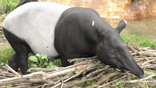 マレーバク,よこはま動物園ズーラシア,Malayan Tapir,Zoorasia,Yokohama,Kanagawa,Japan